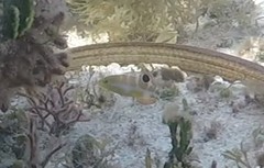 Halichoeres radiatus