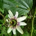 Passiflora alnifolia - Photo (c) Coralina, some rights reserved (CC BY-NC), uploaded by Coralina