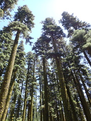 Abies magnifica magnifica