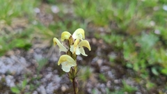 Pedicularis parryi