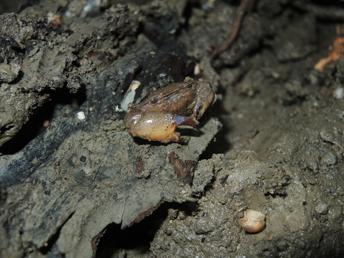 Heteropanope glabra