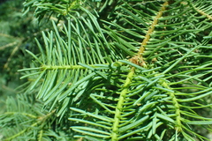 Abies magnifica magnifica