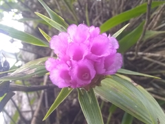 Elleanthus cephalotus