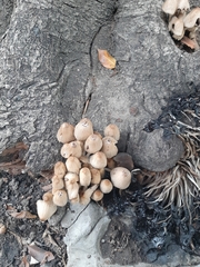 Panaeolus cyanescens