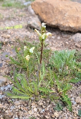 Pedicularis parryi