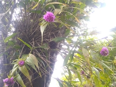 Elleanthus cephalotus