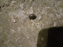Armadillidium vulgare