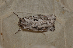 Ectopatria aspera