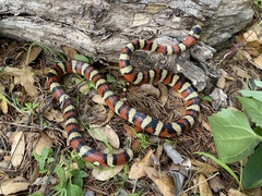 Lampropeltis knoblochi