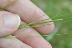 Piptochaetium avenaceum