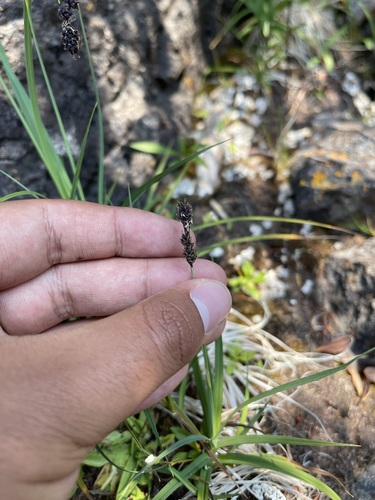 Image of Scabrous Black Sedge (Carex atratiformis) by (c) Brandon Corder, some rights reserved (CC BY)
