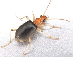 Brachinus adustipennis