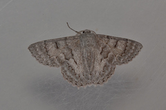 Crypsiphona tasmanica