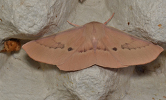 Monoctenia falernaria