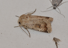 Proteuxoa amaurodes