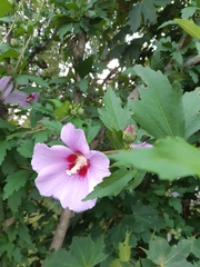 Hibiscus syriacus