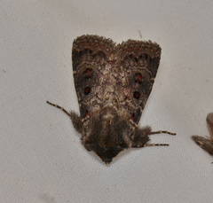 Proteuxoa rubripuncta