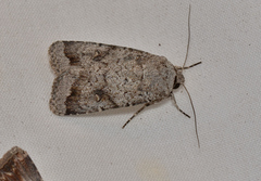 Proteuxoa amaurodes