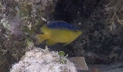 Stegastes leucostictus