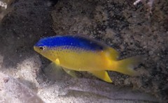 Stegastes leucostictus