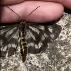 Cystidia truncangulata