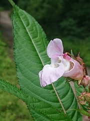 Impatiens glandulifera