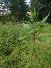 Impatiens glandulifera