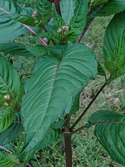 Impatiens glandulifera