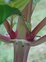 Impatiens glandulifera