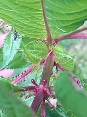 Impatiens glandulifera