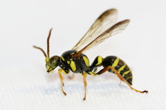 Psammaletes mexicanus