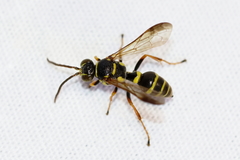 Psammaletes mexicanus