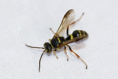 Psammaletes mexicanus