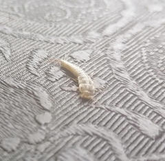 Lepisma