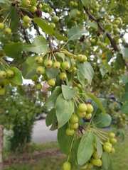 Malus
