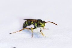 Psammaletes mexicanus
