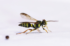 Psammaletes mexicanus