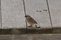 Artemisiospiza belli clementeae