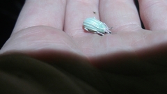 Compsus auricephalus