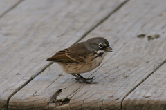Artemisiospiza belli clementeae