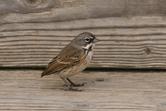 Artemisiospiza belli clementeae