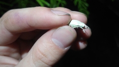 Compsus auricephalus