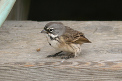 Artemisiospiza belli clementeae
