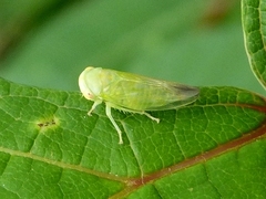 Populicerus gillettei