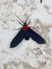 Psoloptera thoracica