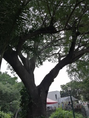 Enterolobium cyclocarpum