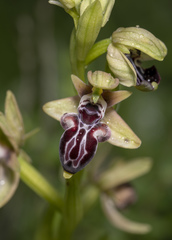 Ophrys kotschyi