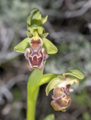 Ophrys umbilicata