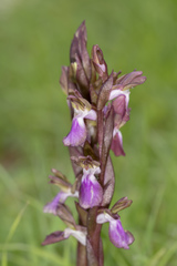 Anacamptis collina