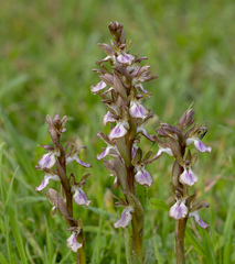 Anacamptis collina